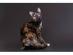 Отдам в добрые руки очень красивого котёнка девочку Эмбер.