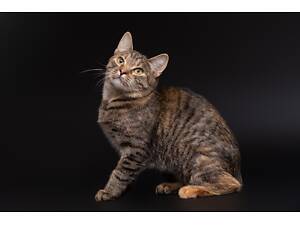 Отдам в добрые руки очень хорошую кошечку подростка Мелиссу.