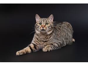 Отдам в добрые руки очень милую кошечку подростка Глену.