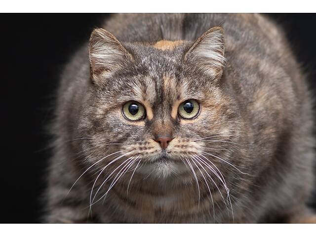 Віддам в добрі руки дуже ніжну кішечку Родзинку. - Фото 2