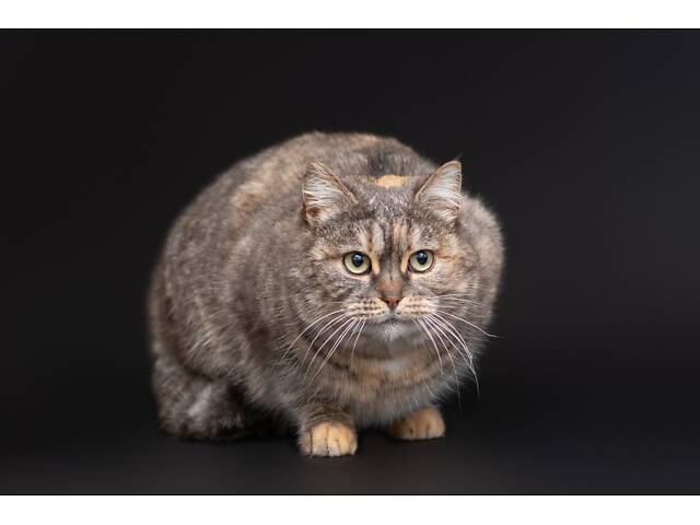 Віддам в добрі руки дуже ніжну кішечку Родзинку. - Фото 3