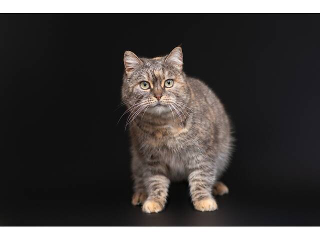 Віддам в добрі руки дуже ніжну кішечку Родзинку. - Фото 4