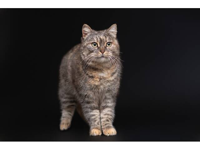 Віддам в добрі руки дуже ніжну кішечку Родзинку. - Фото 5