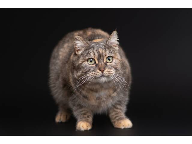 Віддам в добрі руки дуже ніжну кішечку Родзинку. - Фото 6