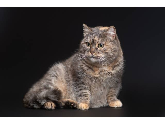 Віддам в добрі руки дуже ніжну кішечку Родзинку. - Фото 7