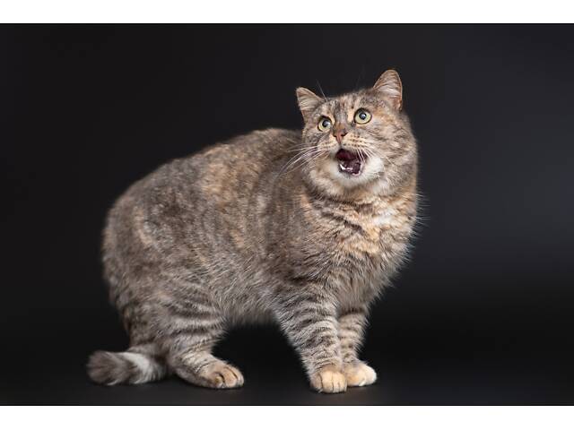 Віддам в добрі руки дуже ніжну кішечку Родзинку. - Фото 1