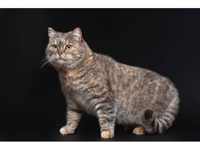 Віддам в добрі руки дуже ніжну кішечку Родзинку. - Фото 8