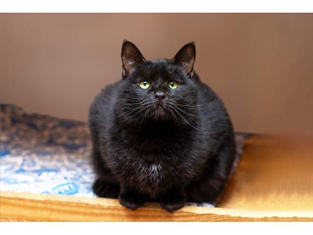 Отдам в добрые руки хорошего котика Эйса. - Фото 1