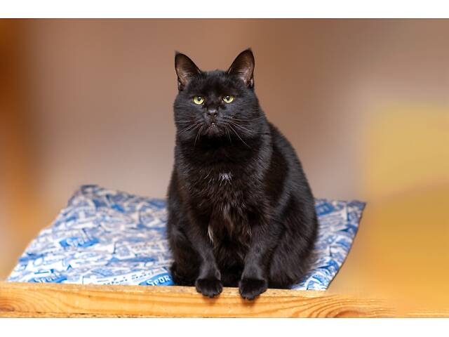 Отдам в добрые руки хорошего котика Эйса. - Фото 2