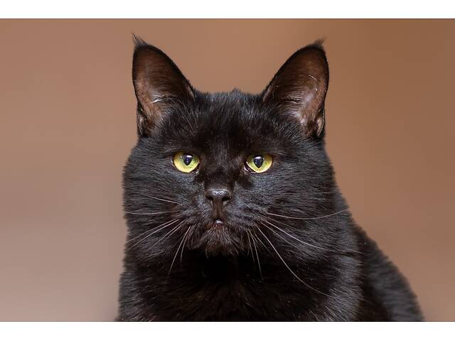 Отдам в добрые руки хорошего котика Эйса. - Фото 3