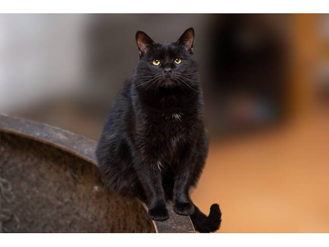 Отдам в добрые руки хорошего котика Эйса. - Фото 4