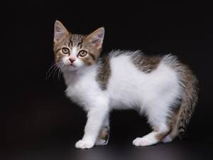 Віддам в добрі руки кошеня хлопчика Карата.