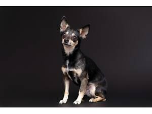 Отдам в добрые руки кроху Поньо.