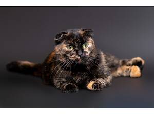 Віддам в добрі руки лагідну кішечку Гріс.