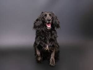 Віддам в добрі руки молодого собаку Гранда.