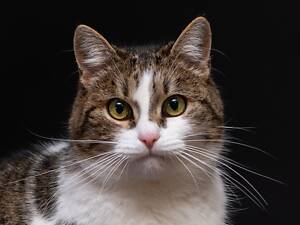 Отдам в добрые руки молодую красивую кошечку Тейли.