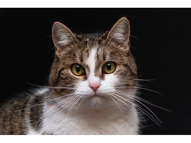 Отдам в добрые руки молодую красивую кошечку Тейли. - Фото 1