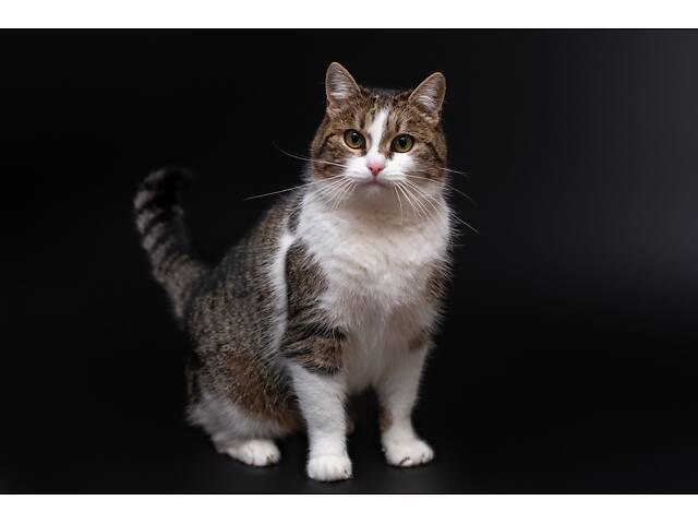 Отдам в добрые руки молодую красивую кошечку Тейли. - Фото 2