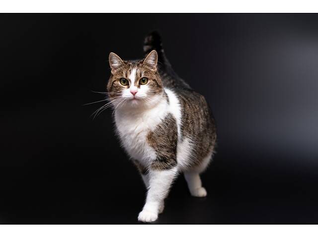 Отдам в добрые руки молодую красивую кошечку Тейли. - Фото 3