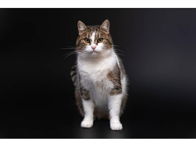 Отдам в добрые руки молодую красивую кошечку Тейли. - Фото 4