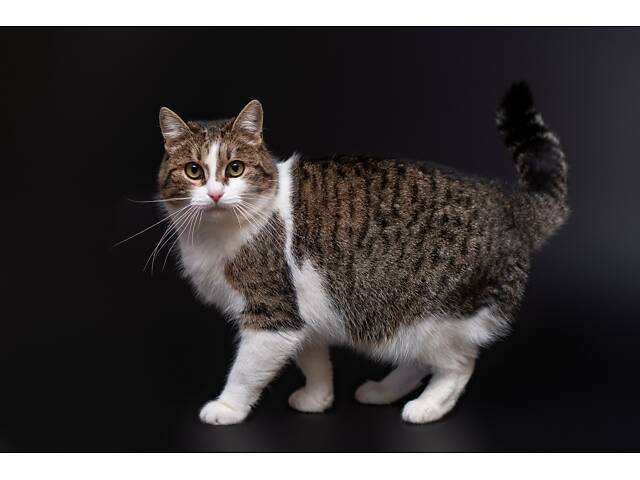 Отдам в добрые руки молодую красивую кошечку Тейли. - Фото 5