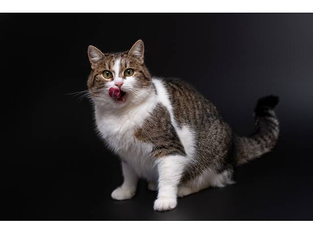 Отдам в добрые руки молодую красивую кошечку Тейли. - Фото 6