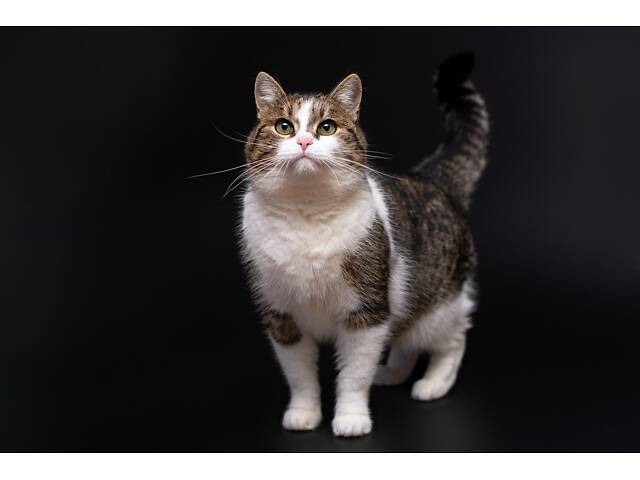 Отдам в добрые руки молодую красивую кошечку Тейли. - Фото 7