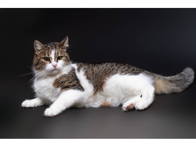 Отдам в добрые руки молодую красивую кошечку Тейли. - Фото 8