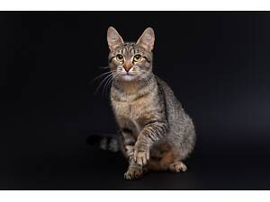 Отдам в добрые руки молодую кошечку Хеллу.