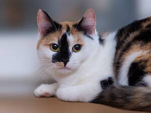 Віддам в добрі руки молоду кішечку Каррі.