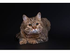 Отдам в добрые руки молодую кошечку Перлу.