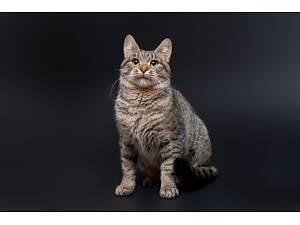 Отдам в добрые руки молодую нежную кошечку Хейлу.