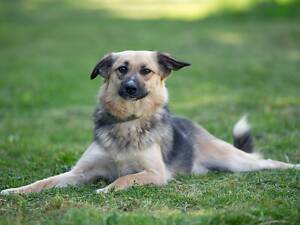 Віддам в добрі руки милу собаку дівчинку Кортні.
