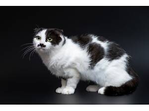 Отдам в добрые руки нежную молодую вислоухую кошечку Панду.