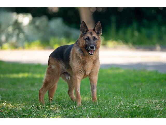 Віддам в добрі руки німецьку вівчарку Алчера. - Фото 3