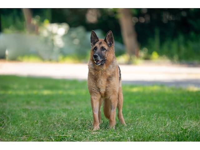 Віддам в добрі руки німецьку вівчарку Алчера. - Фото 4