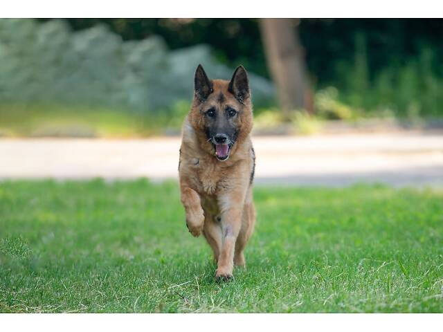 Віддам в добрі руки німецьку вівчарку Алчера. - Фото 5