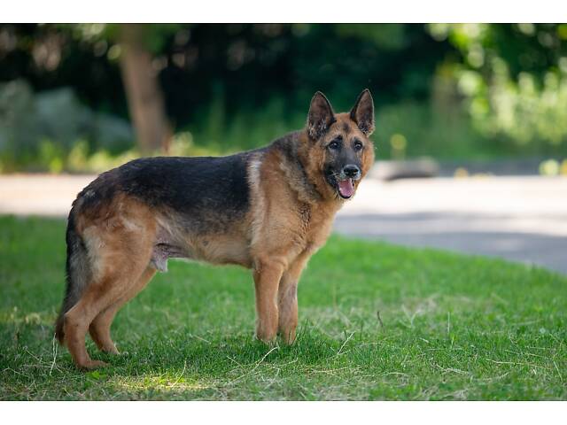 Віддам в добрі руки німецьку вівчарку Алчера. - Фото 6