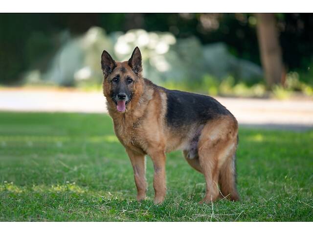 Віддам в добрі руки німецьку вівчарку Алчера. - Фото 7