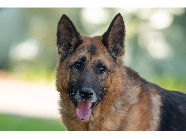 Віддам в добрі руки німецьку вівчарку Алчера. - Фото 2