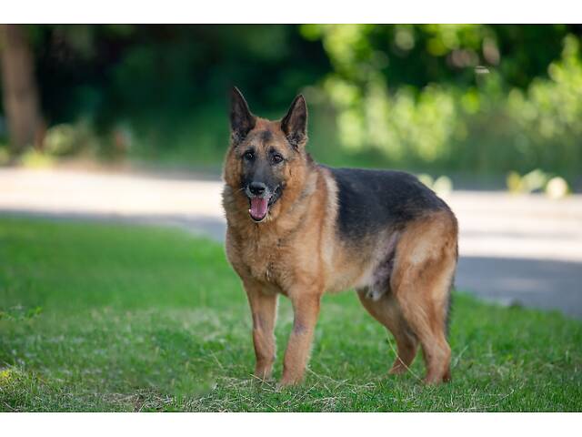 Віддам в добрі руки німецьку вівчарку Алчера. - Фото 8
