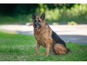 Отдам в добрые руки немецкую овчарку Алчера.