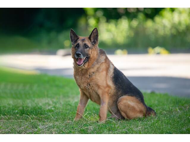 Віддам в добрі руки німецьку вівчарку Алчера. - Фото 1