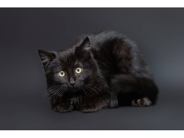 Отдам в добрые руки оскамтовое котенка мальчика Бронта. - Фото 1