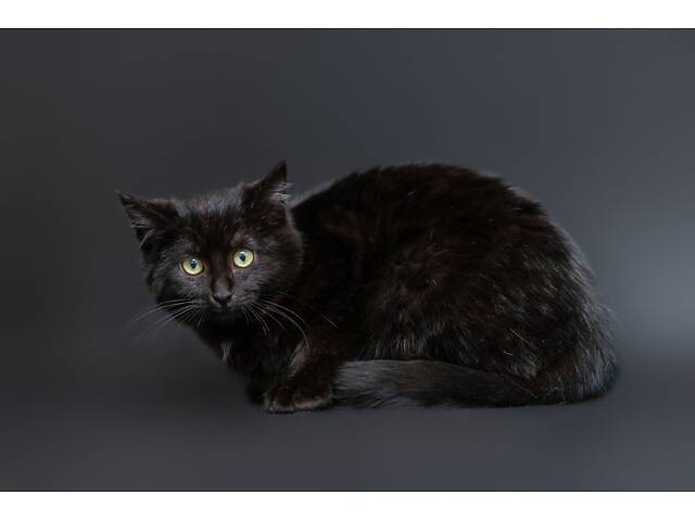 Отдам в добрые руки оскамтовое котенка мальчика Бронта. - Фото 2