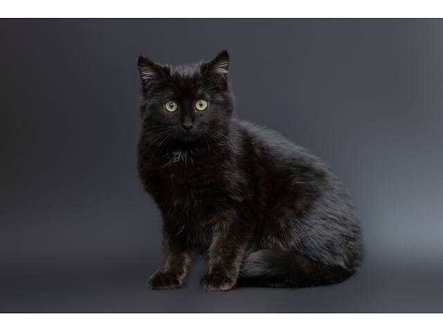 Отдам в добрые руки оскамтовое котенка мальчика Бронта. - Фото 3