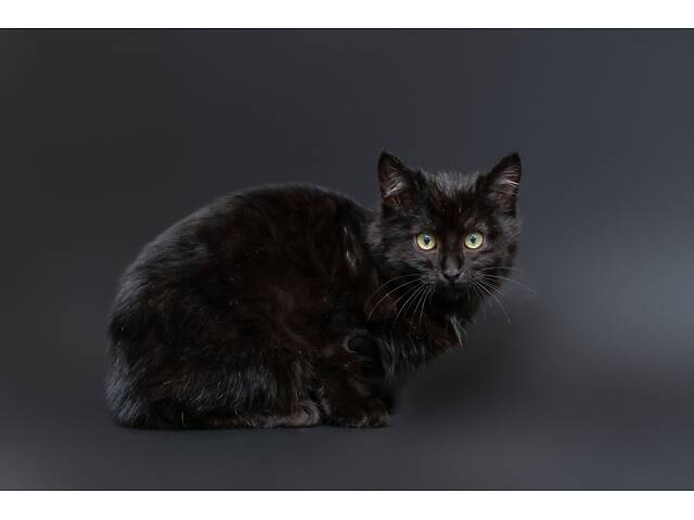 Отдам в добрые руки оскамтовое котенка мальчика Бронта. - Фото 4