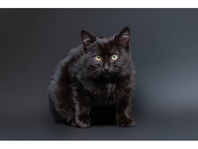 Отдам в добрые руки оскамтовое котенка мальчика Бронта. - Фото 5