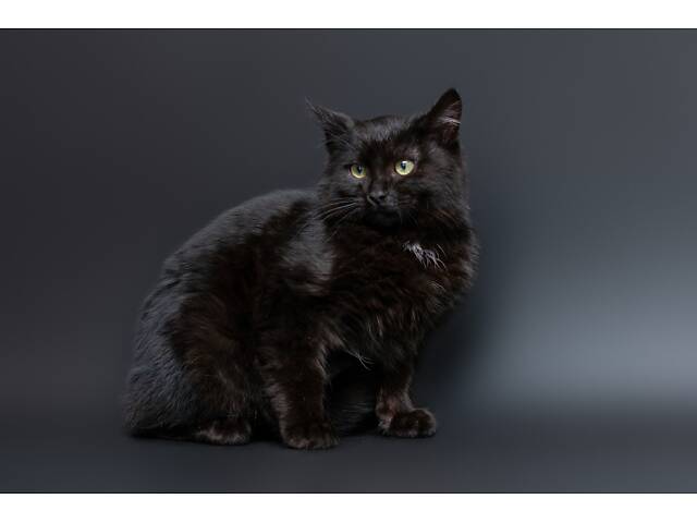 Отдам в добрые руки оскамтовое котенка мальчика Бронта. - Фото 6