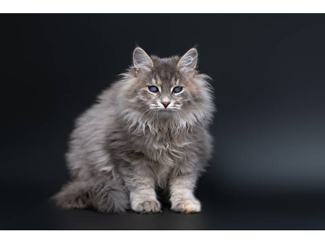 Віддам в добрі руки прекрасне кошеня дівчинку Ребеку. - Фото 2